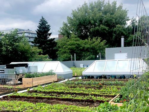 Roof garden with vegetable patches